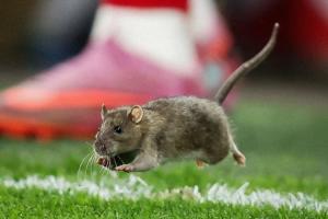 老鼠闯入球场，库尔图瓦没抓住，最终约翰逊将其送出边线